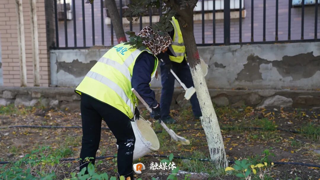 乌达树木涂白“穿新衣”，御寒防虫暖过冬