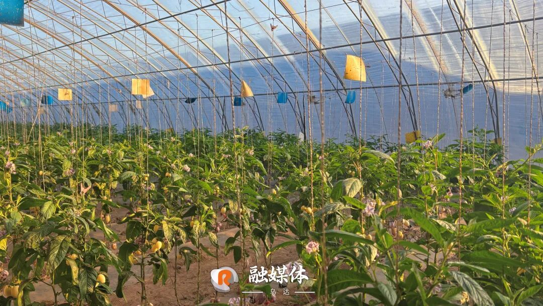 西游“仙果”现真身！乌达人参果上市→